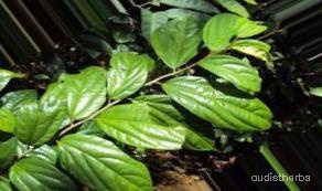 augmented_Alangium lamarckii leaf5_0_5889.jpeg